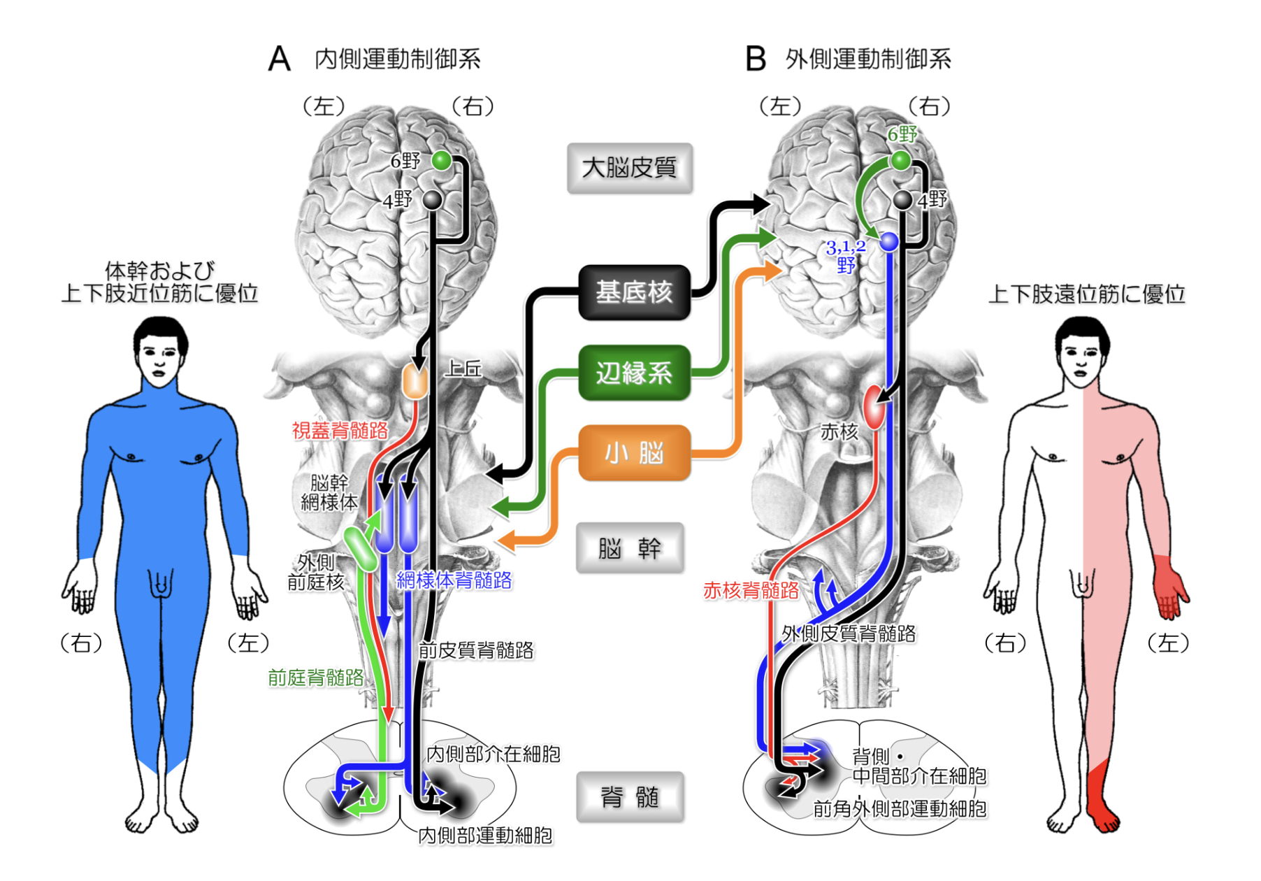 脳卒中片麻痺に多い痙性麻痺とは|症状と治療やリハビリ方法について