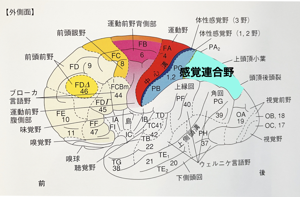 大脳皮質の脳機能図